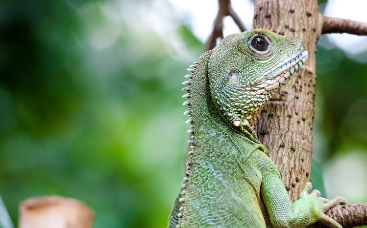  Iguana Theme screenshot #12