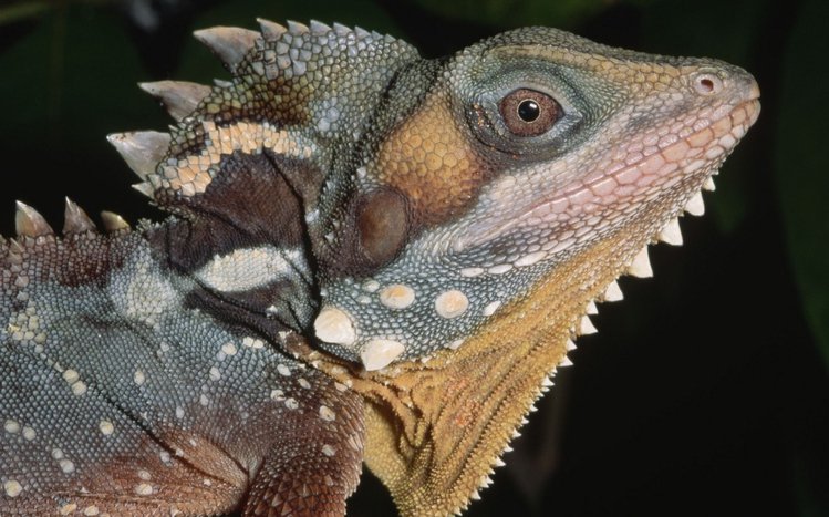  Iguana Theme screenshot #13