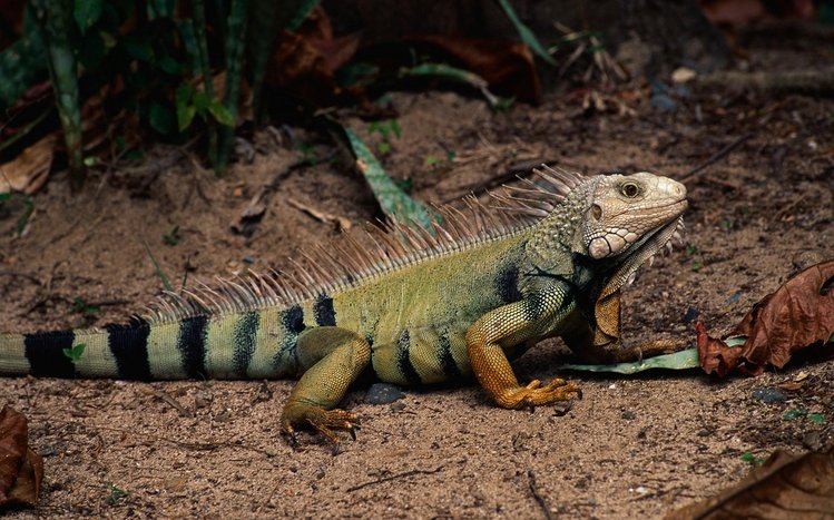  Iguana Theme screenshot #6