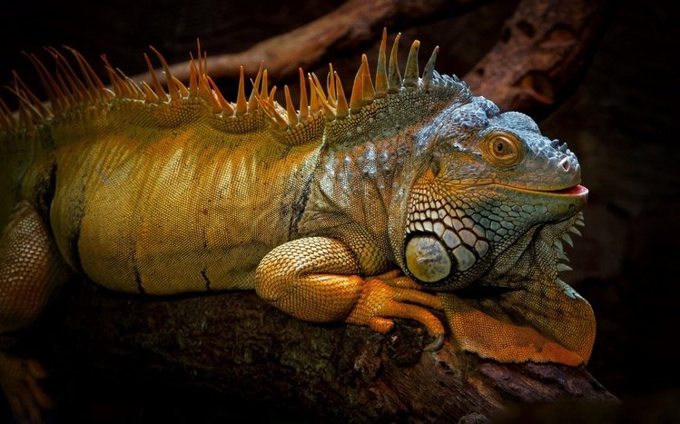  Iguana Theme screenshot #15