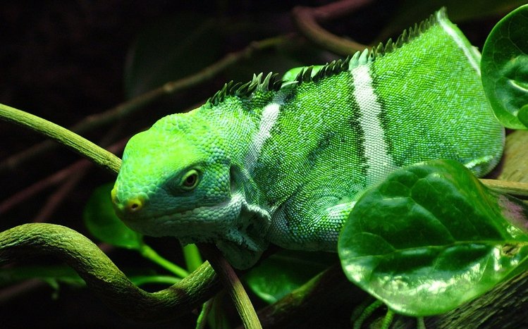  Iguana Theme screenshot #8