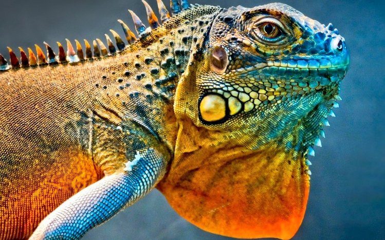  Iguana Theme screenshot #1