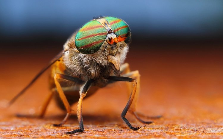 Insect Theme screenshot #5