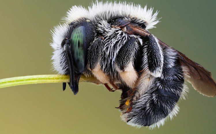 Insect Theme screenshot #9