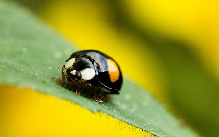 Insect Theme screenshot #11