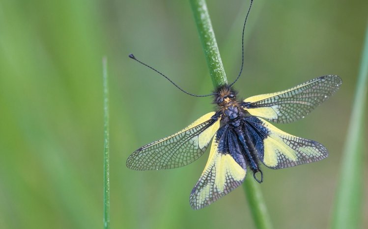 Insect Theme screenshot #14