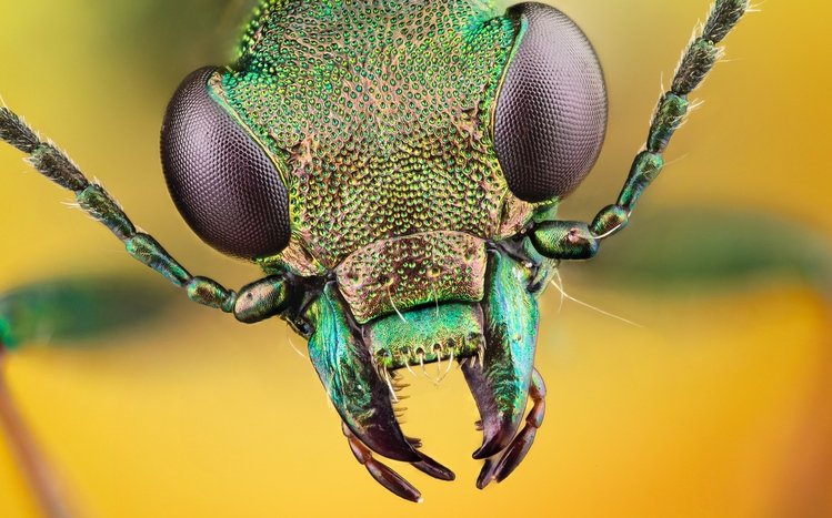 Insect Theme screenshot #10