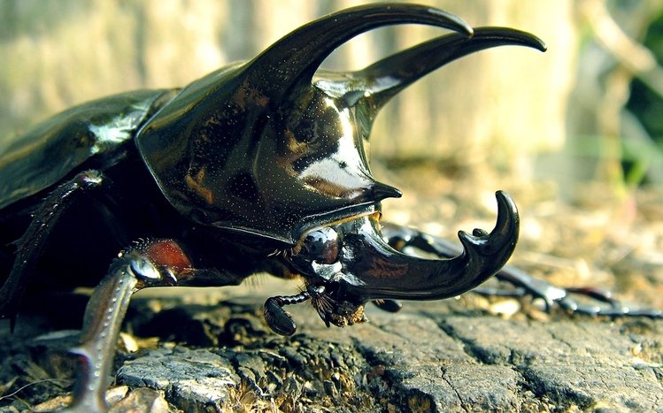 Insect Theme screenshot #3