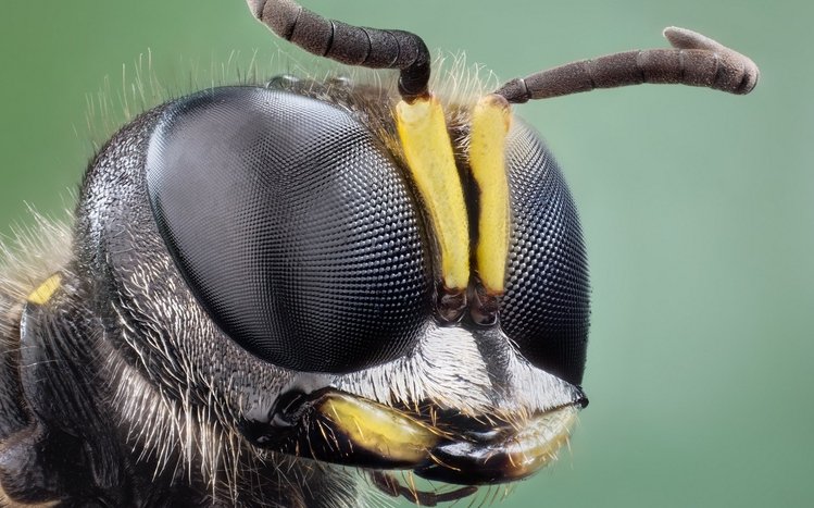 Insect Theme screenshot #7