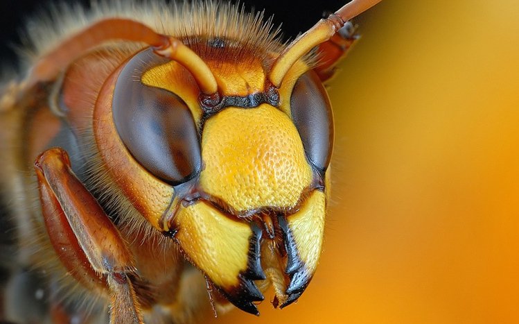 Insect Theme screenshot #4