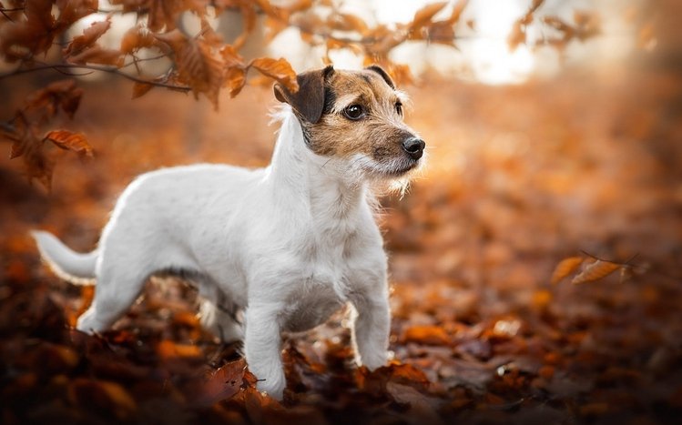 Jack Russell Terrier Theme screenshot #13