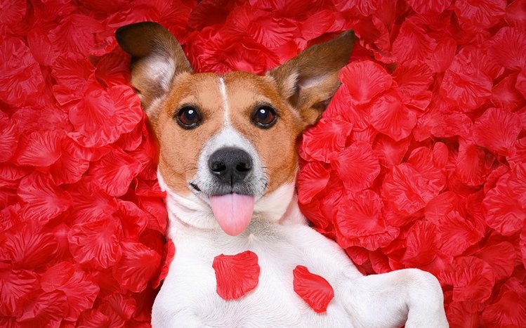 Jack Russell Terrier Theme screenshot #8