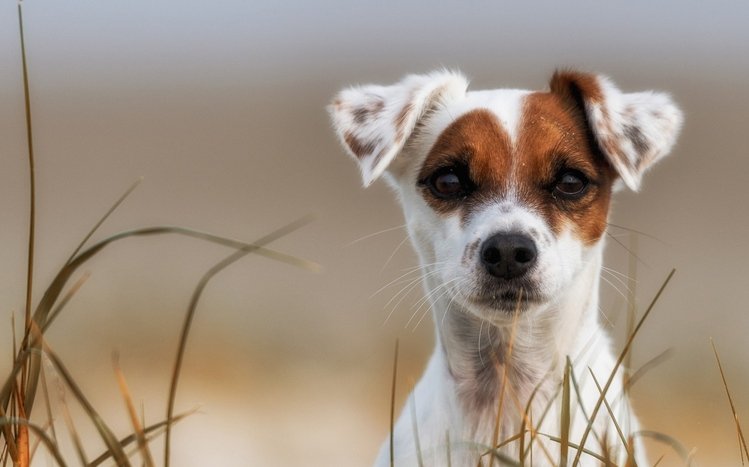 Jack Russell Terrier Theme screenshot #6