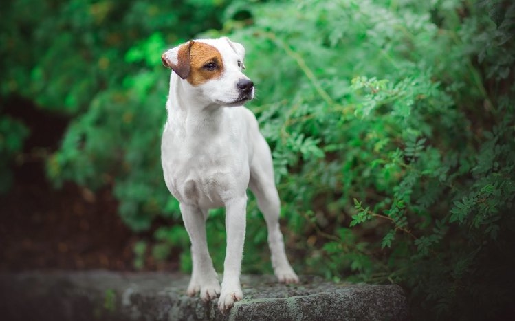 Jack Russell Terrier Theme screenshot #10