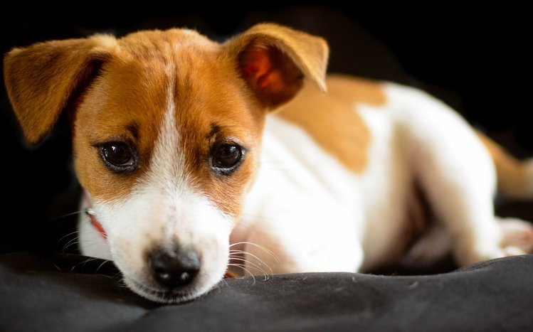 Jack Russell Terrier Theme screenshot #7