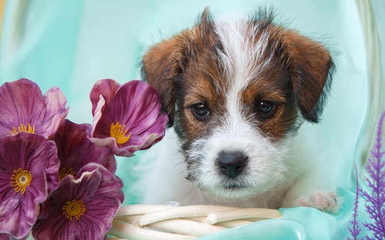 Jack Russell Terrier Theme screenshot #5