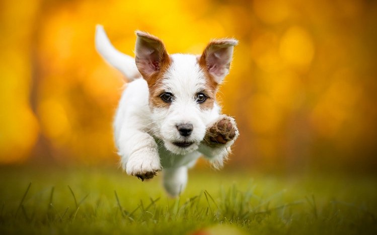 Jack Russell Terrier Theme screenshot #12