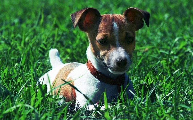 Jack Russell Terrier Theme screenshot #2