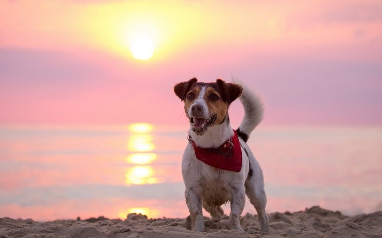 Jack Russell Terrier Theme screenshot #4