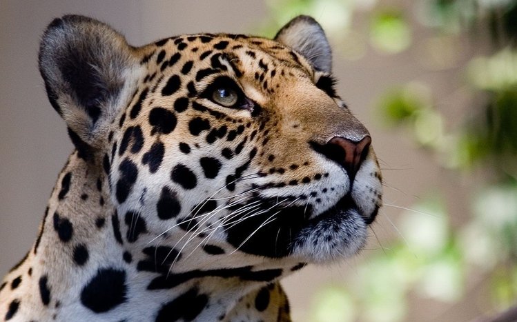 Jaguar Theme screenshot #1