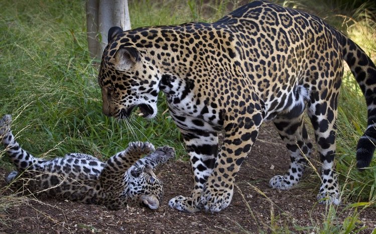 Jaguar Theme screenshot #4