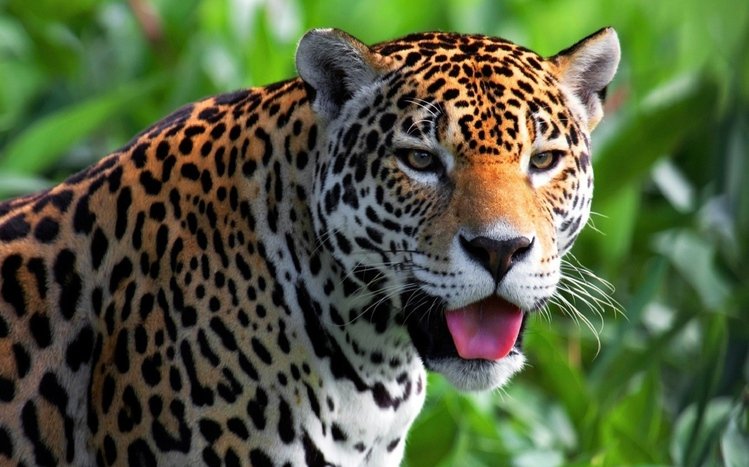 Jaguar Theme screenshot #8