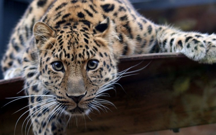 Jaguar Theme screenshot #2