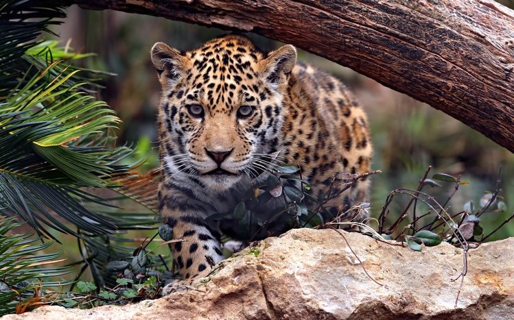 Jaguar Theme screenshot #6