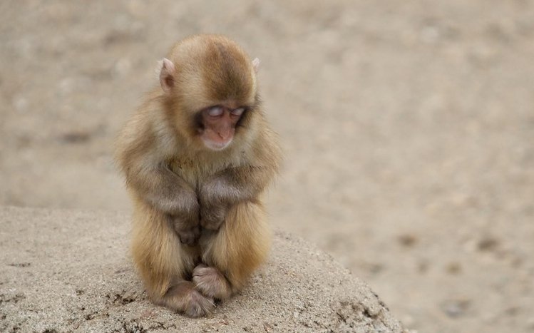 Japanese Macaque Theme screenshot #1