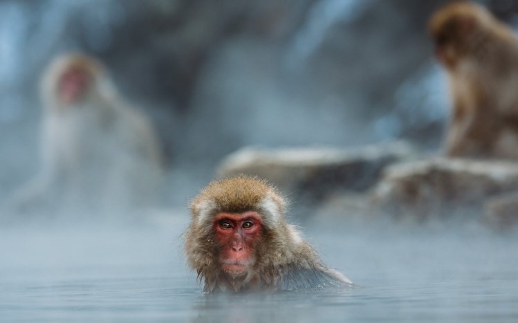 Japanese Macaque Theme screenshot #12