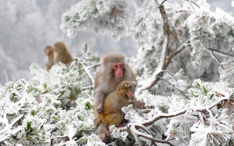 Japanese Macaque Theme screenshot #13