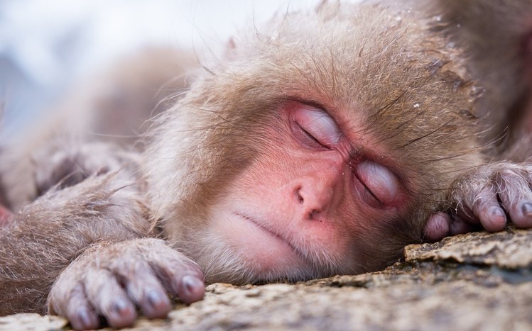 Japanese Macaque Theme screenshot #6