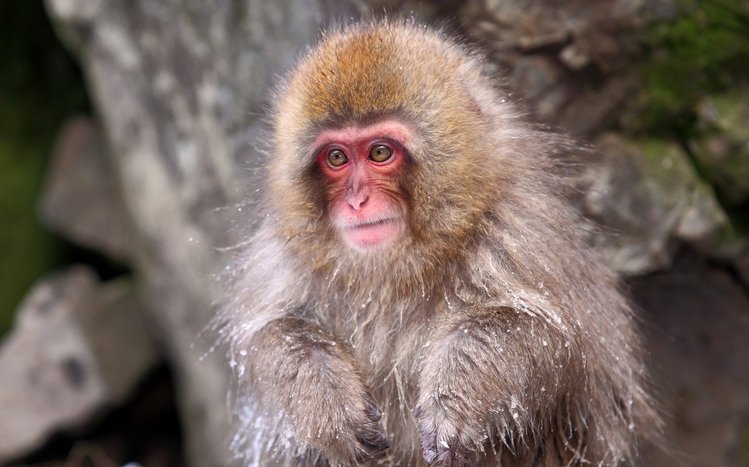 Japanese Macaque Theme screenshot #3
