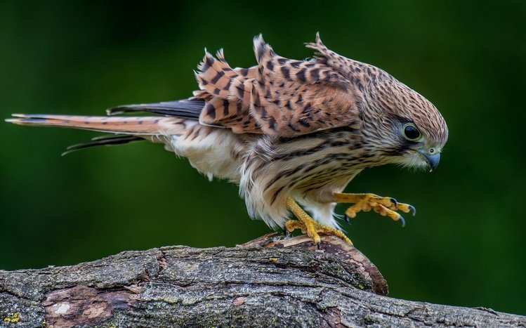 Kestrel Theme screenshot #12