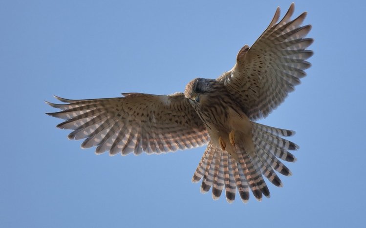 Kestrel Theme screenshot #6