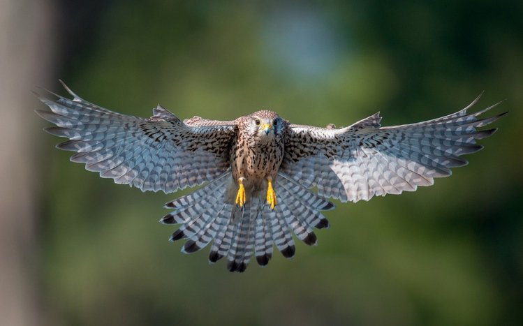 Kestrel Theme screenshot #3