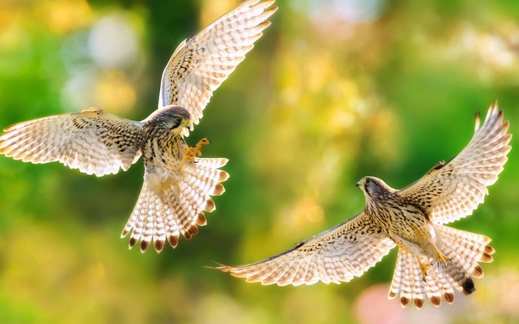 Kestrel Theme screenshot #9