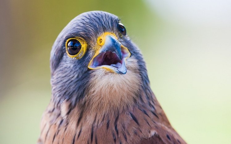 Kestrel Theme screenshot #14