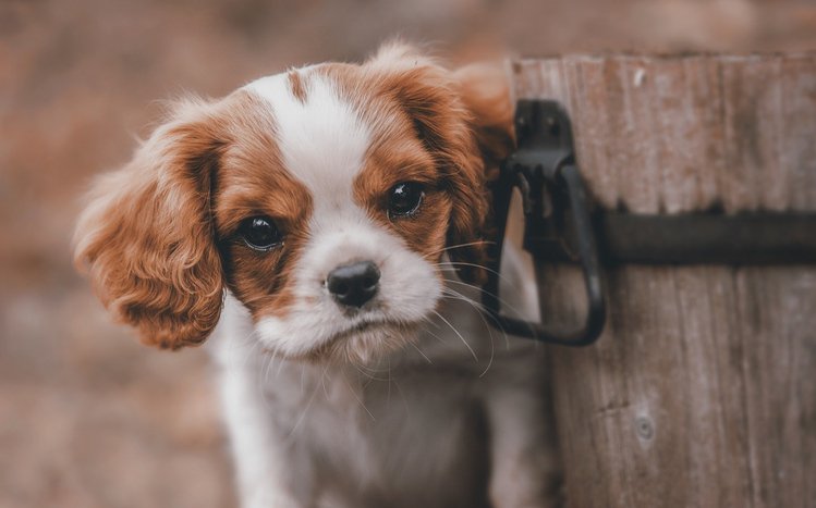 King Charles Spaniel Theme screenshot #4