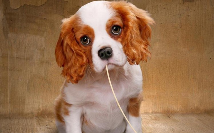 King Charles Spaniel Theme screenshot #9