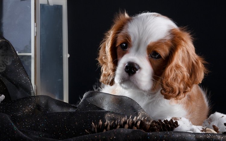 King Charles Spaniel Theme screenshot #15