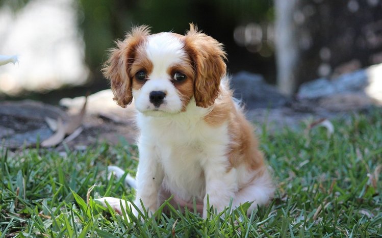 King Charles Spaniel Theme screenshot #11