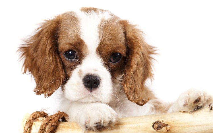 King Charles Spaniel Theme screenshot #10