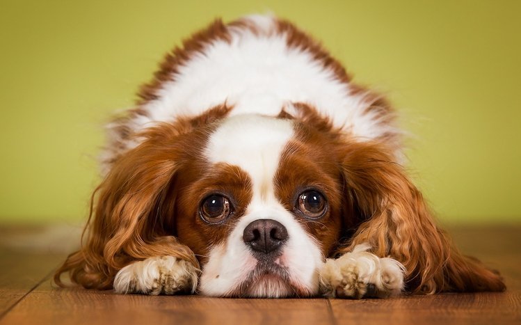 King Charles Spaniel Theme screenshot #8