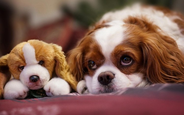 King Charles Spaniel Theme screenshot #6