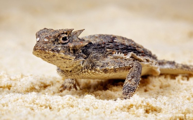 Lizard Theme screenshot #15