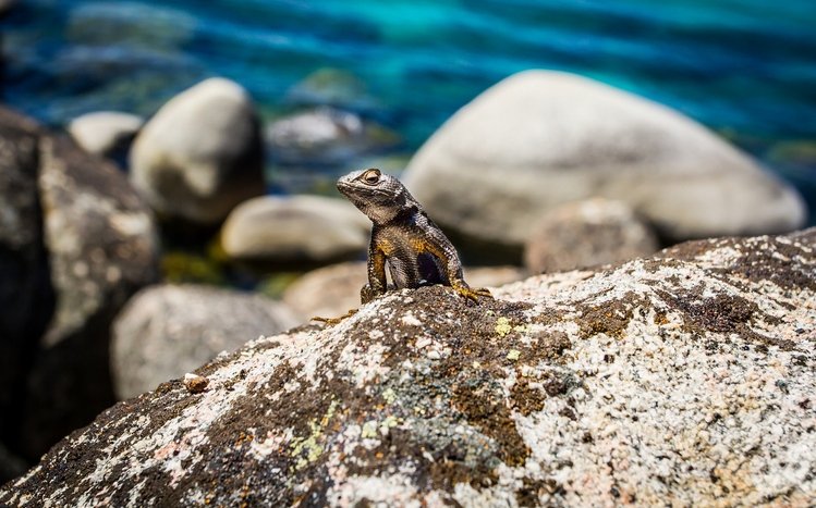 Lizard Theme screenshot #3