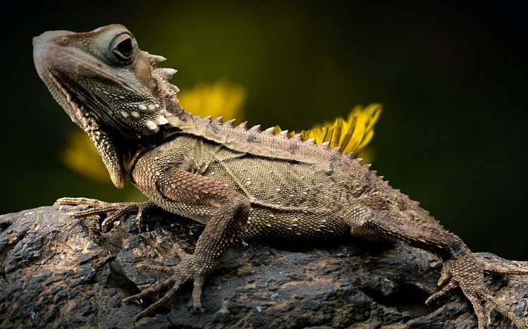 Lizard Theme screenshot #11