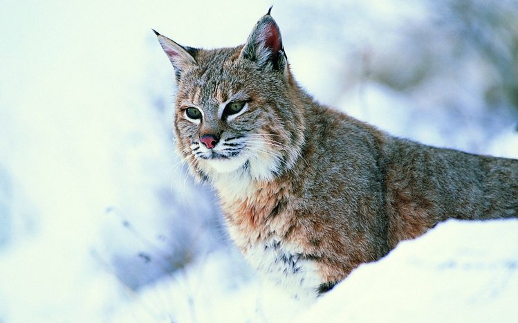 Lynx Theme screenshot #1