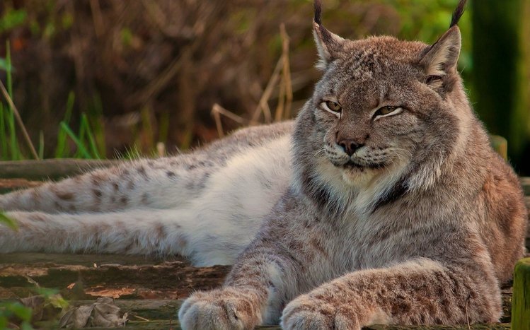 Lynx Theme screenshot #2